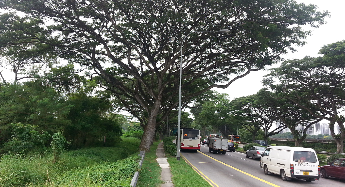 Albizia saman